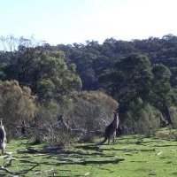 Randonnées dans les Werribee Gorge Circuit Walk
